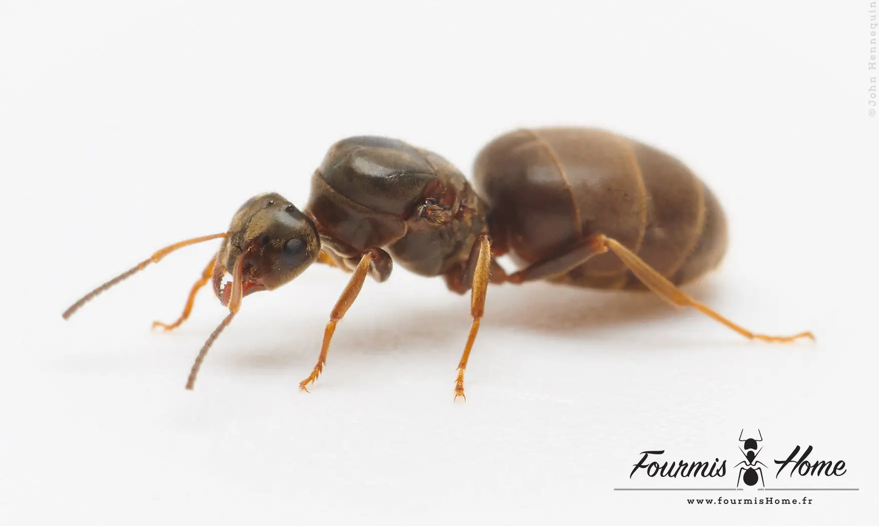 Lasius niger