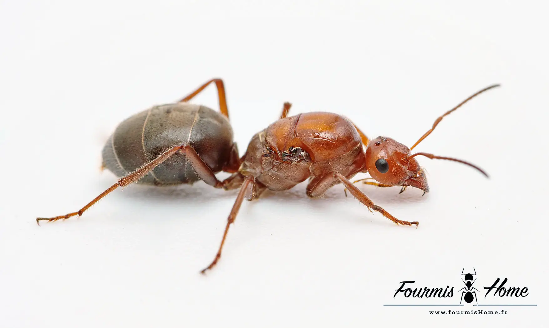 Myrmecocystus mimicus