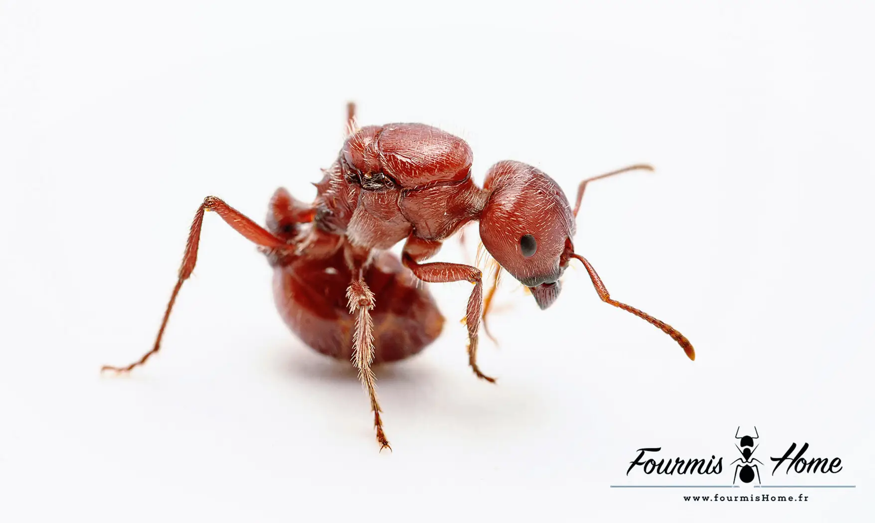 Pogonomyrmex barbatus
