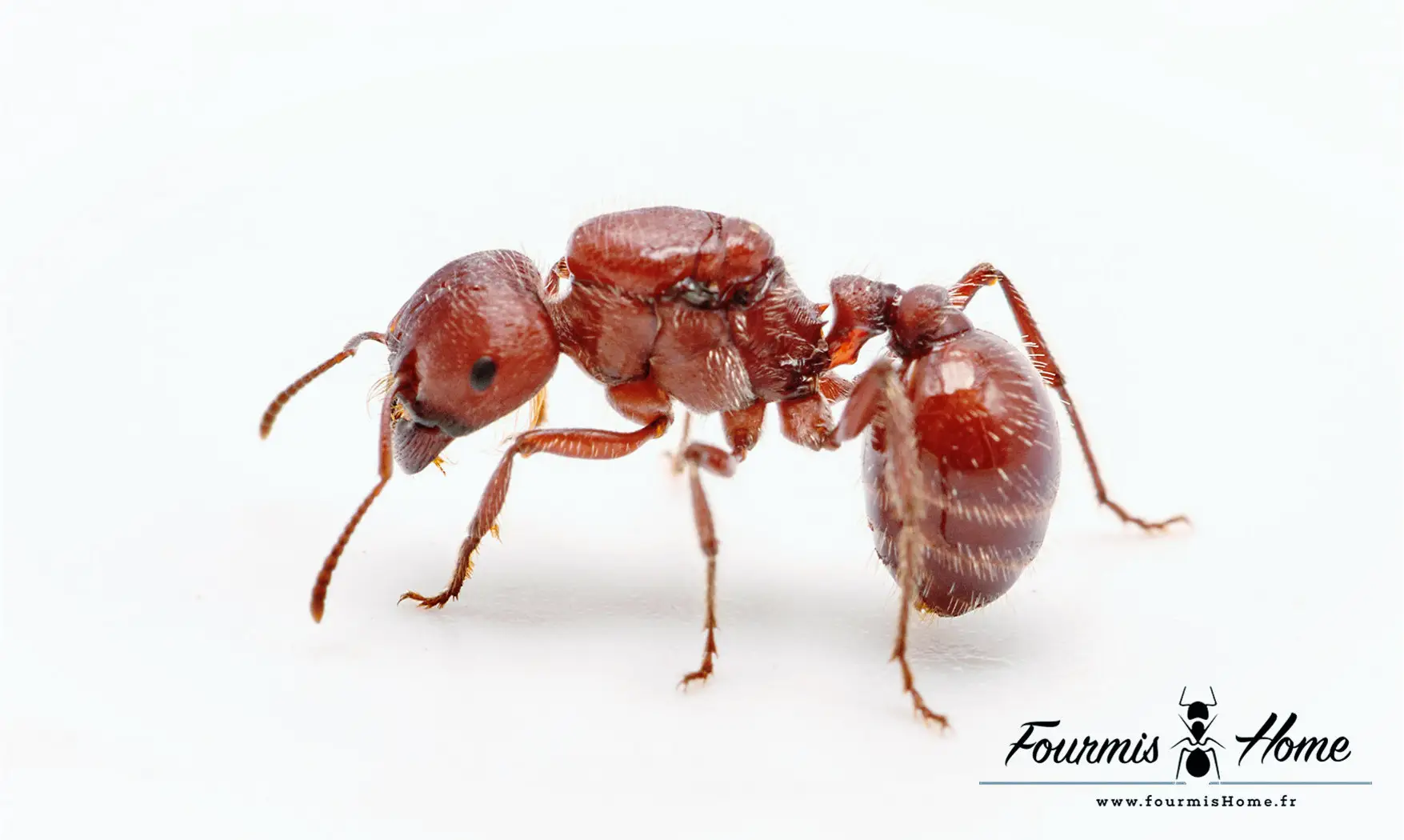Pogonomyrmex barbatus