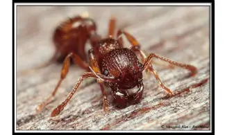 Myrmica rubra