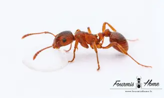 Myrmica rubra