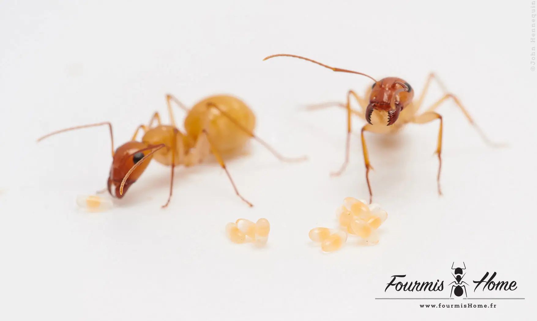 Camponotus turkestanus