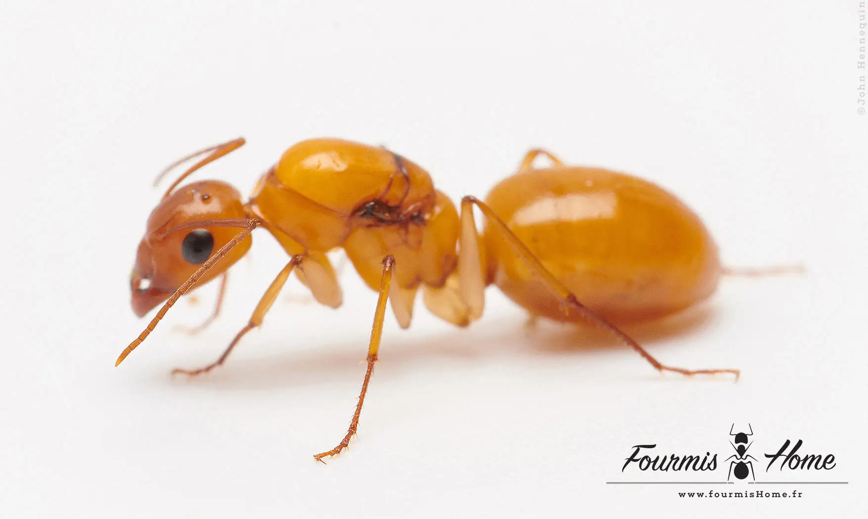 Camponotus turkestanus