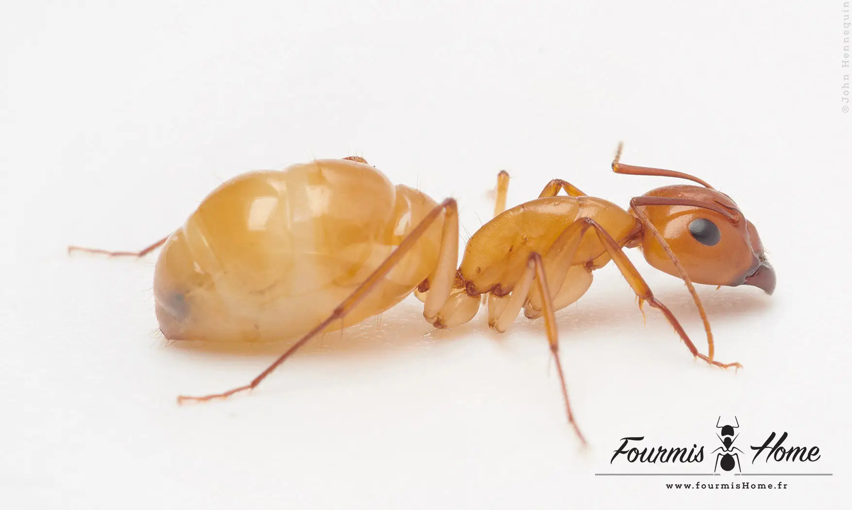 Camponotus turkestanus