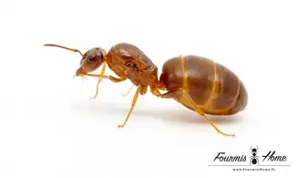 Lasius brunneus