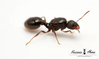 Tetramorium caespitum