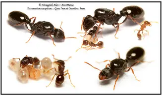 Tetramorium caespitum