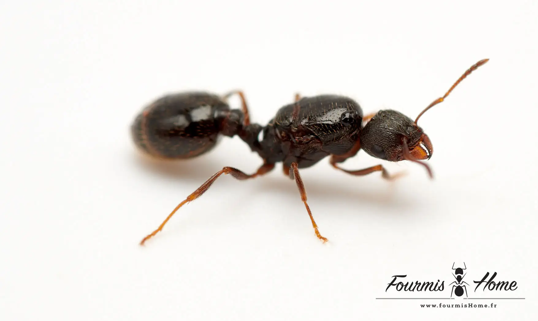 Tetramorium caespitum