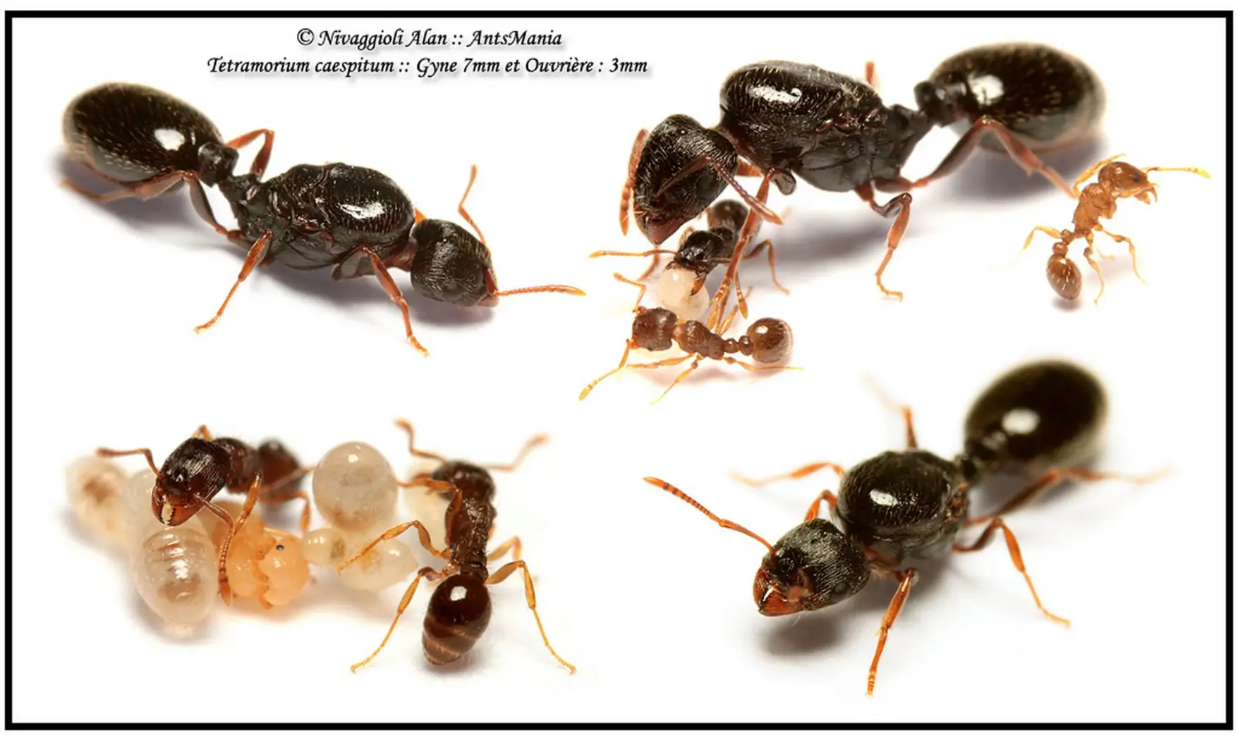 Tetramorium caespitum