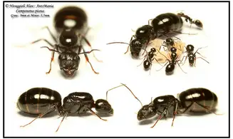 Camponotus piceus