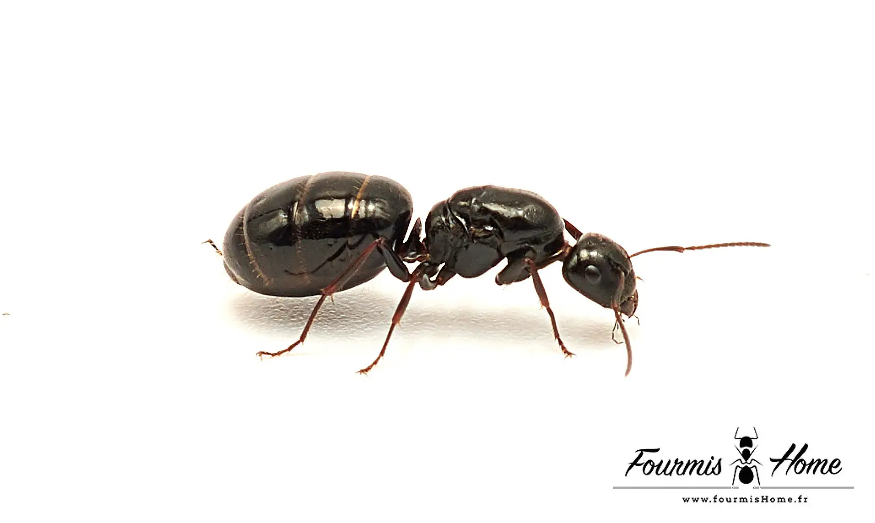 Camponotus piceus