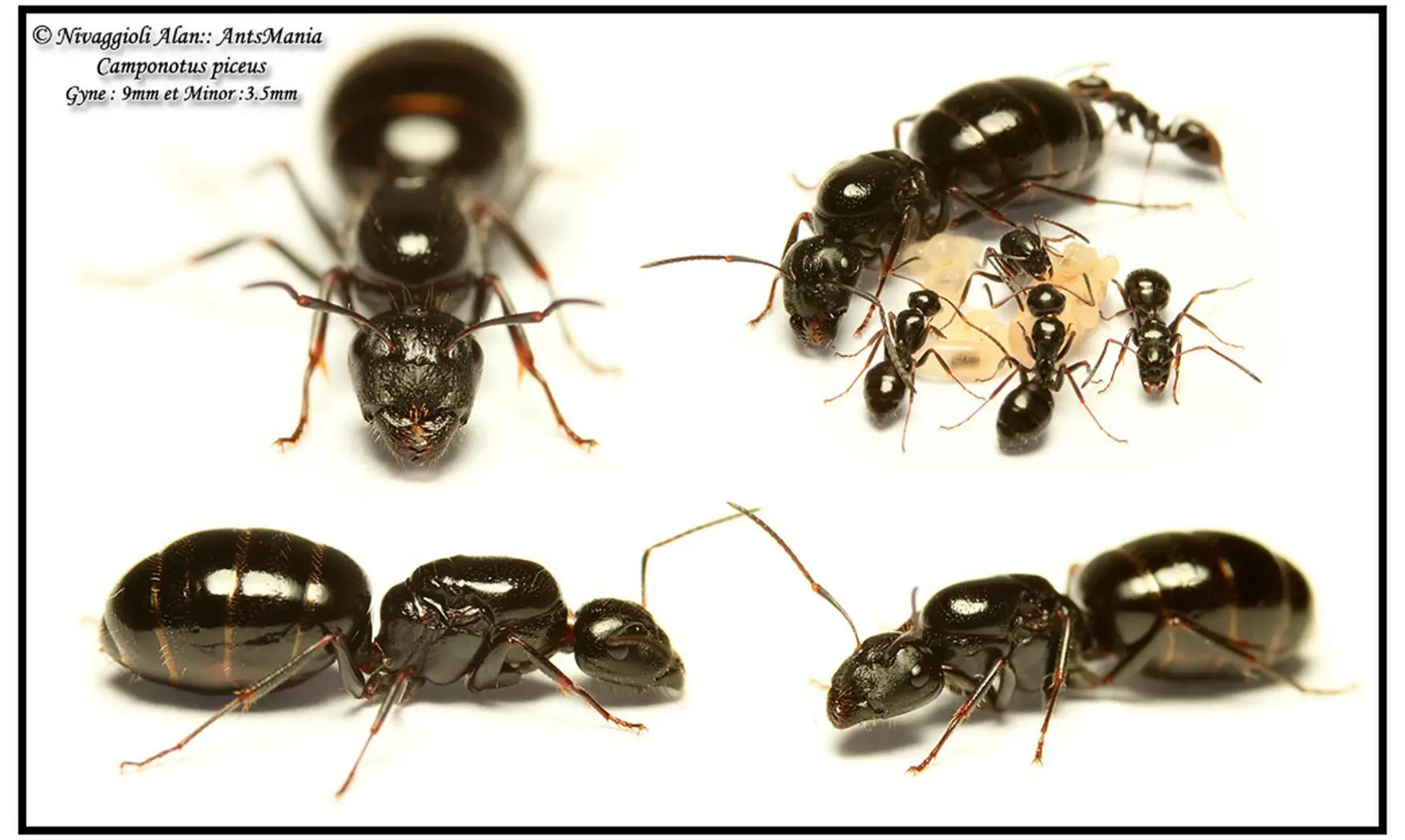Camponotus piceus