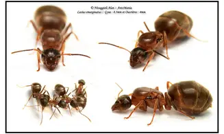 Lasius emarginatus