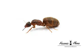 Lasius emarginatus