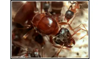Lasius emarginatus
