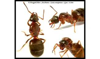 Lasius emarginatus