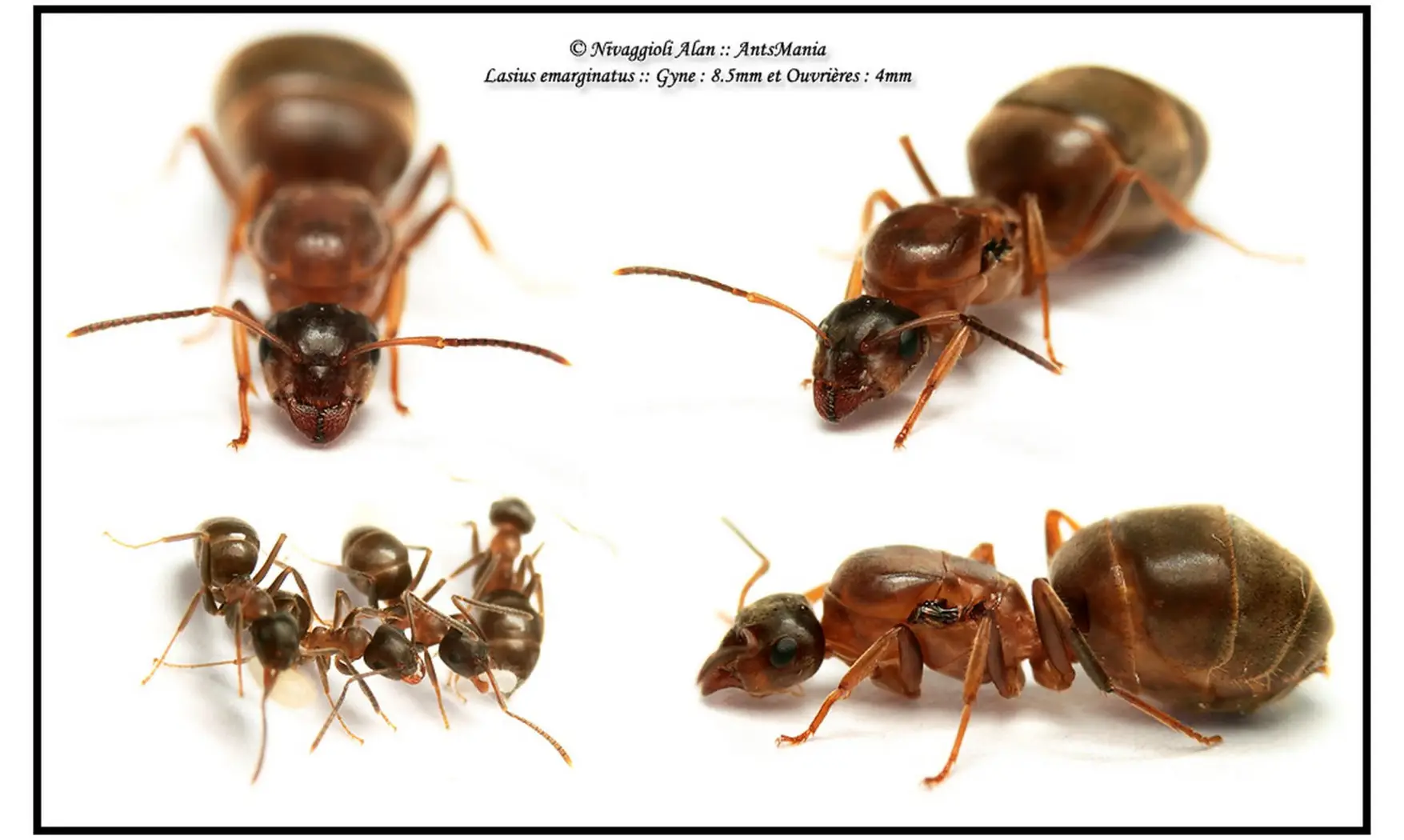 Lasius emarginatus