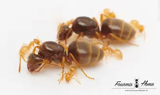 Lasius flavus