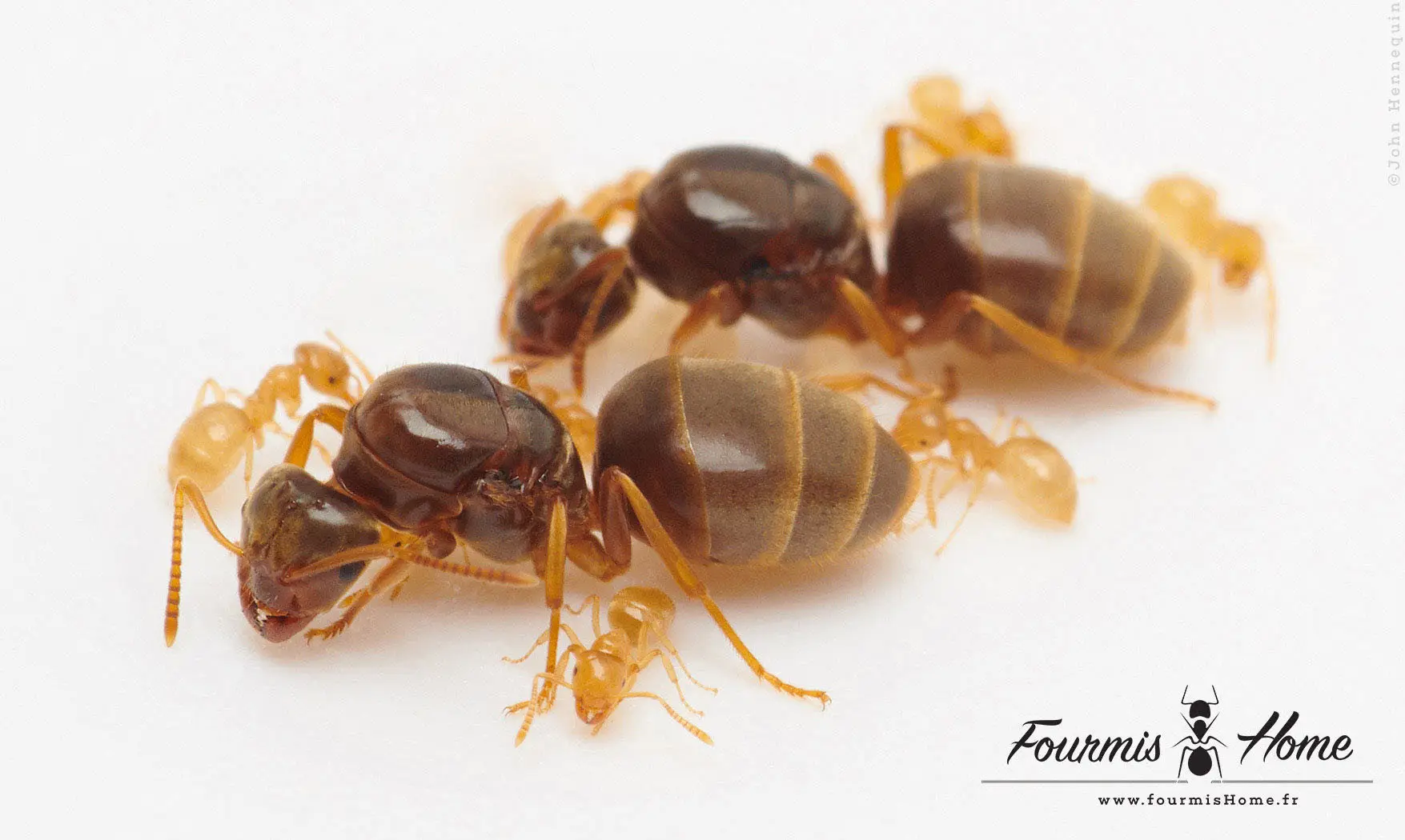 Lasius flavus