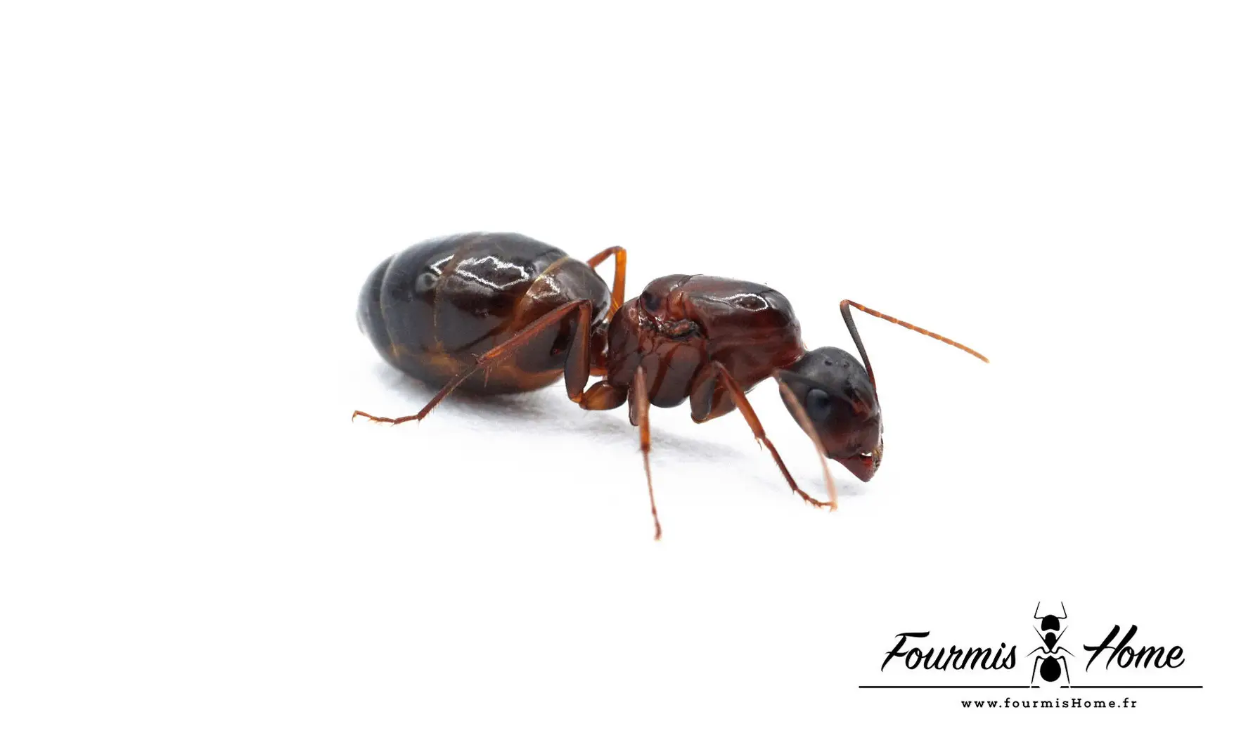 Camponotus sylvaticus