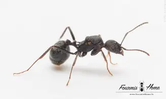 Aphaenogaster senilis