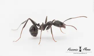 Aphaenogaster senilis