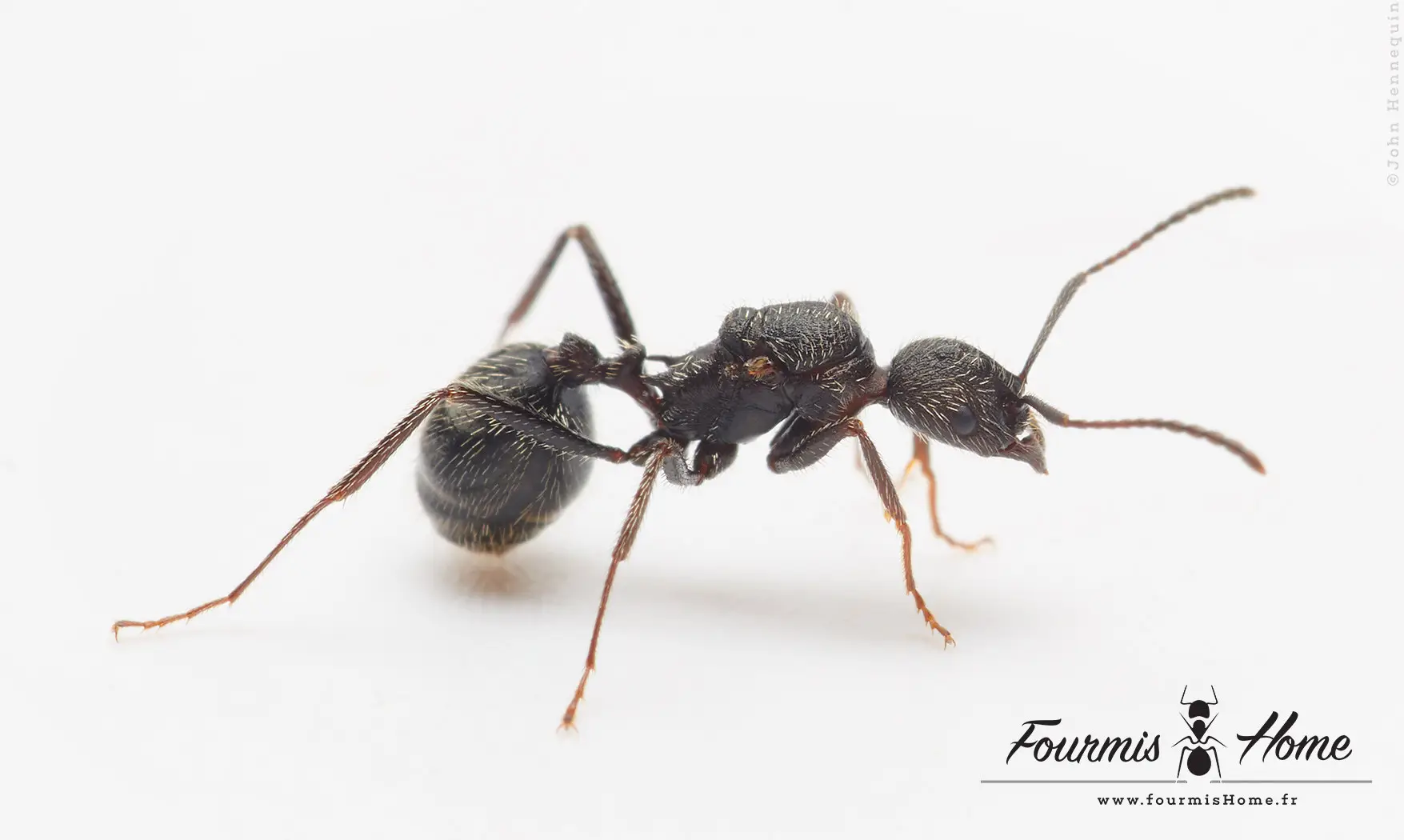 Aphaenogaster senilis