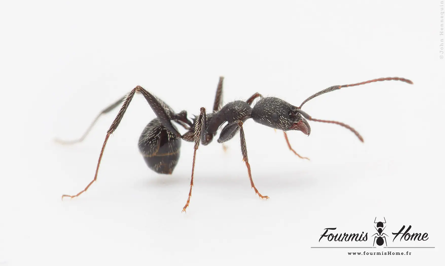 Aphaenogaster senilis