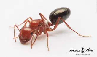 Cataglyphis velox