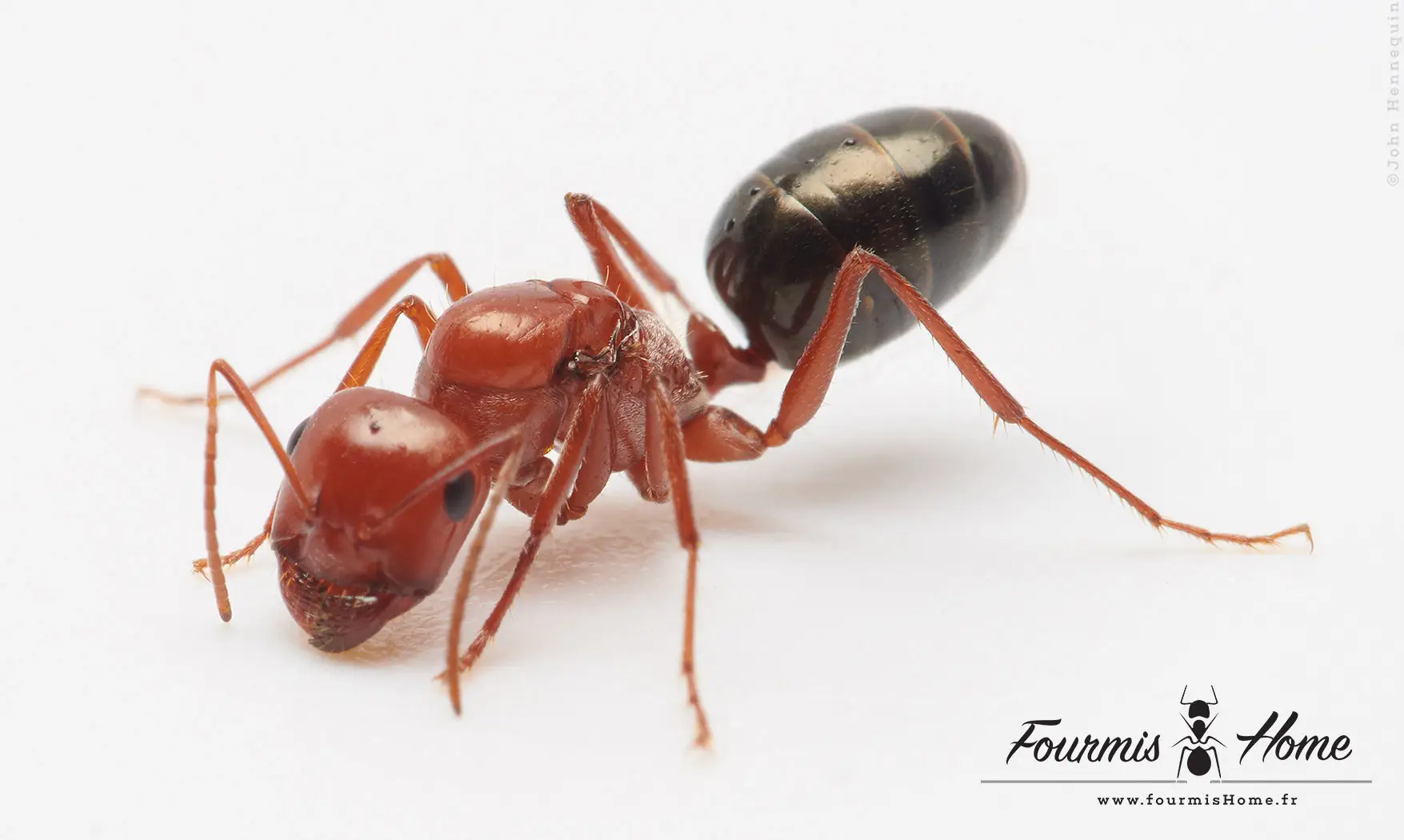 Cataglyphis velox
