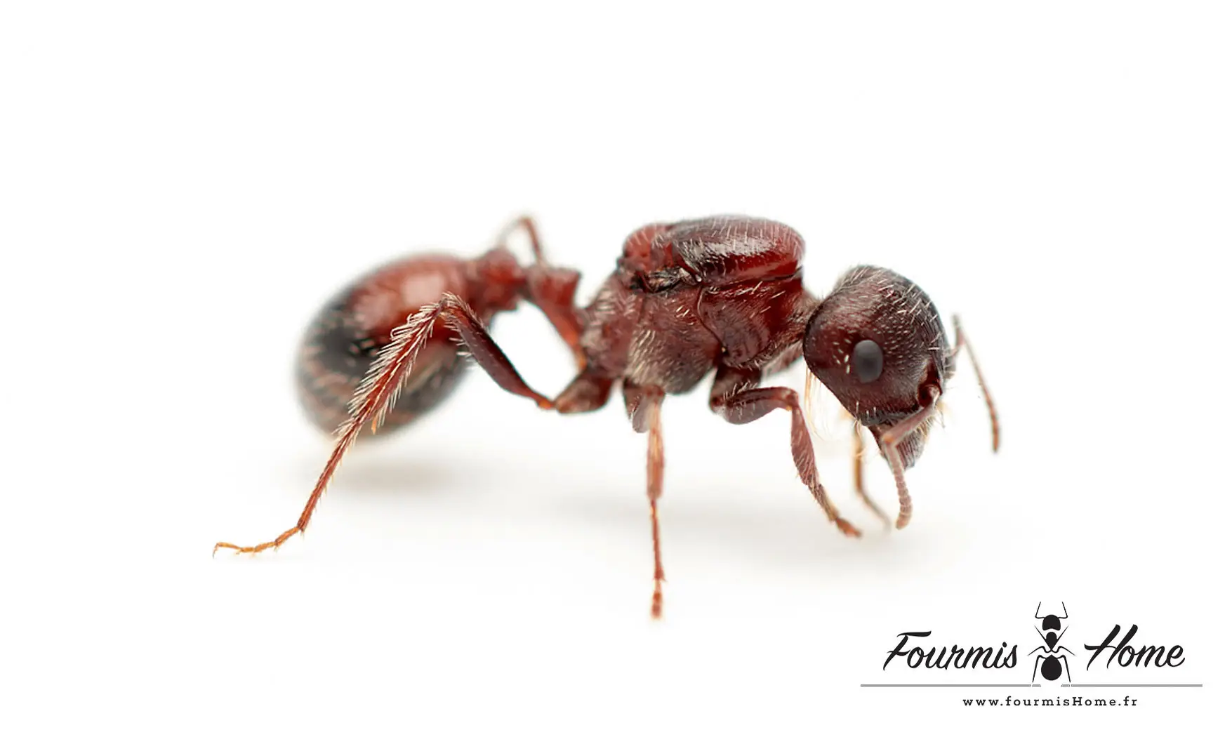 Pogonomyrmex rugosus