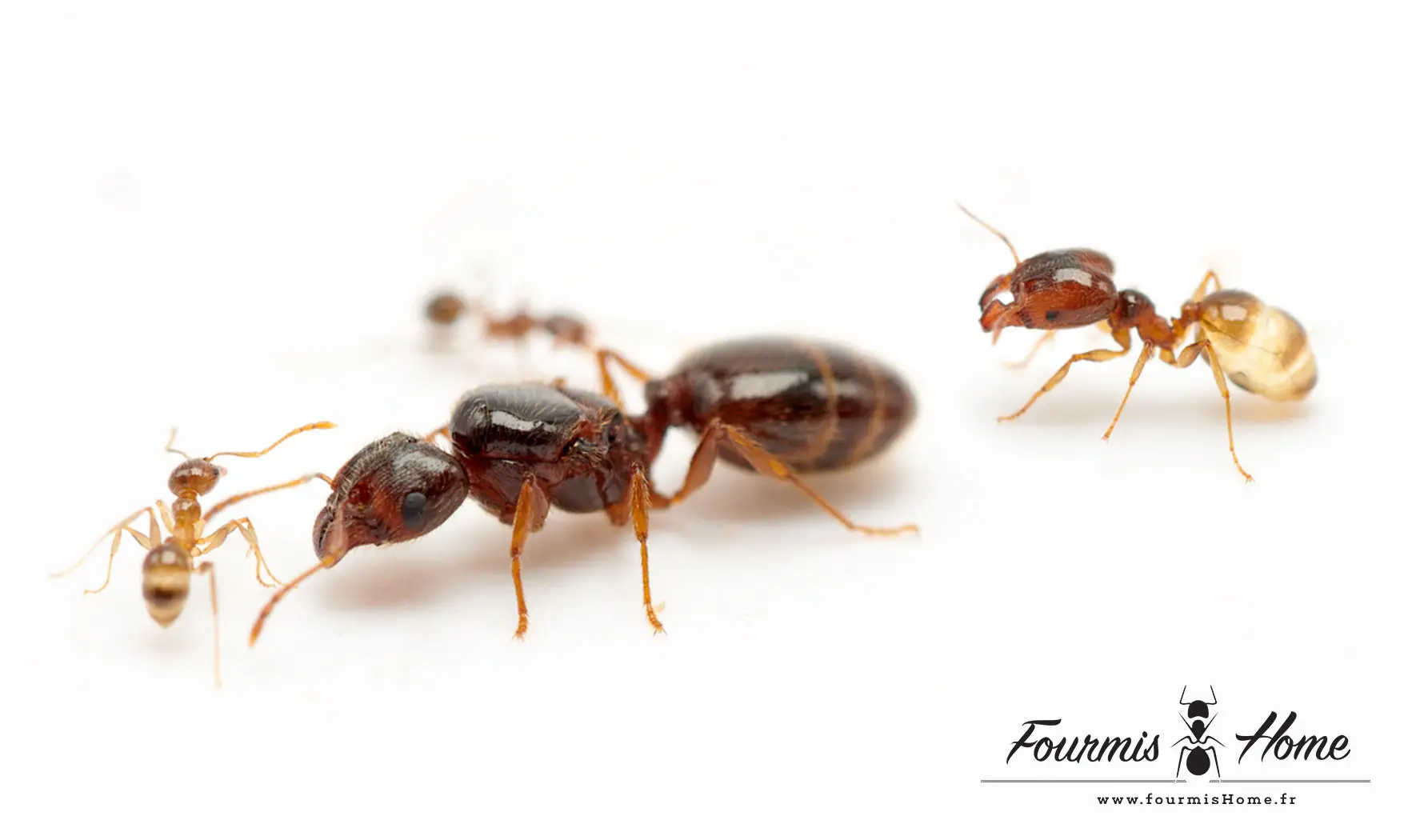 Pheidole pallidula