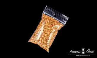 Graines de Millet