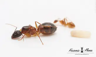 Camponotus pseudoirritans