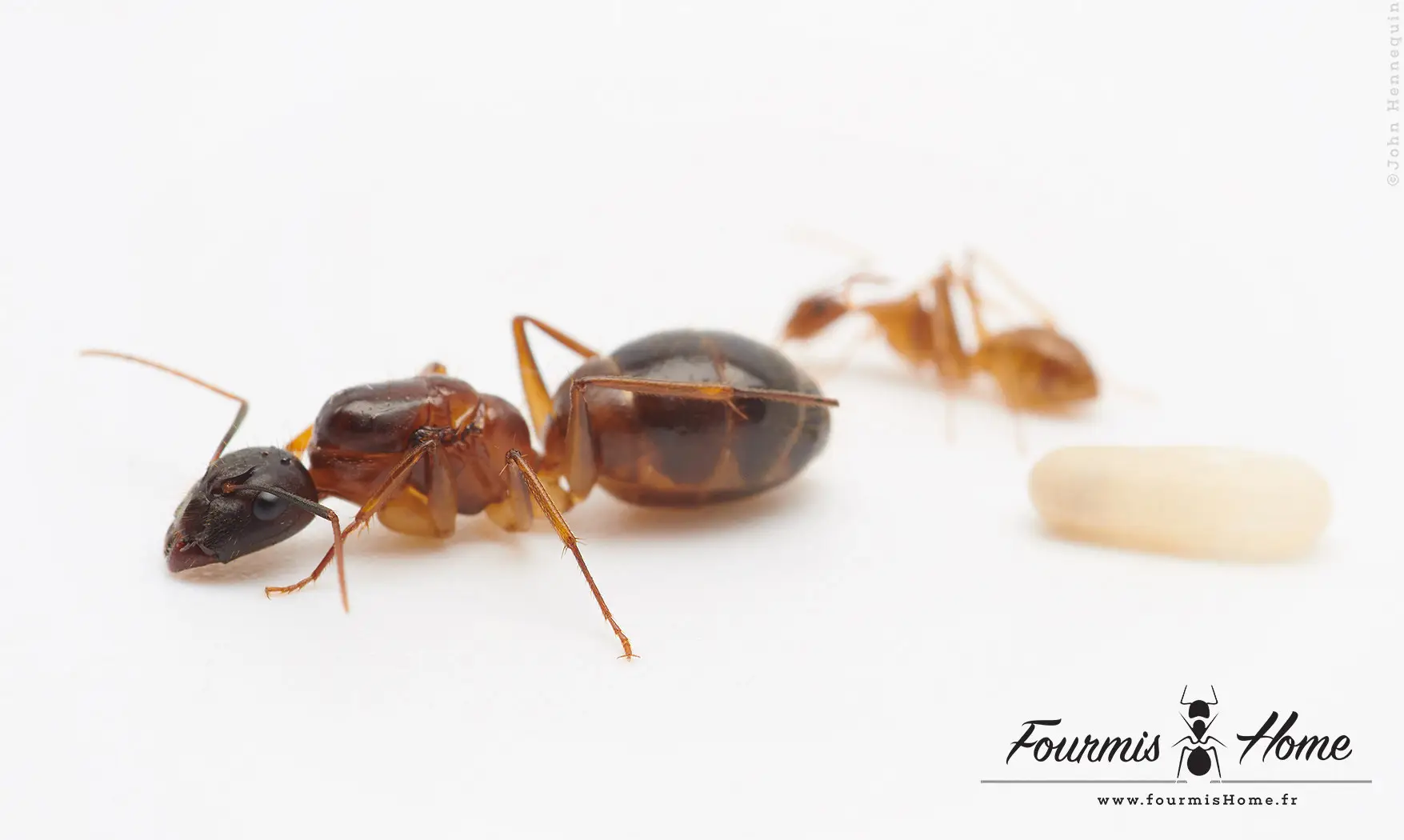 Camponotus pseudoirritans