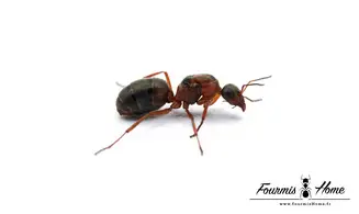 Formica rufibarbis