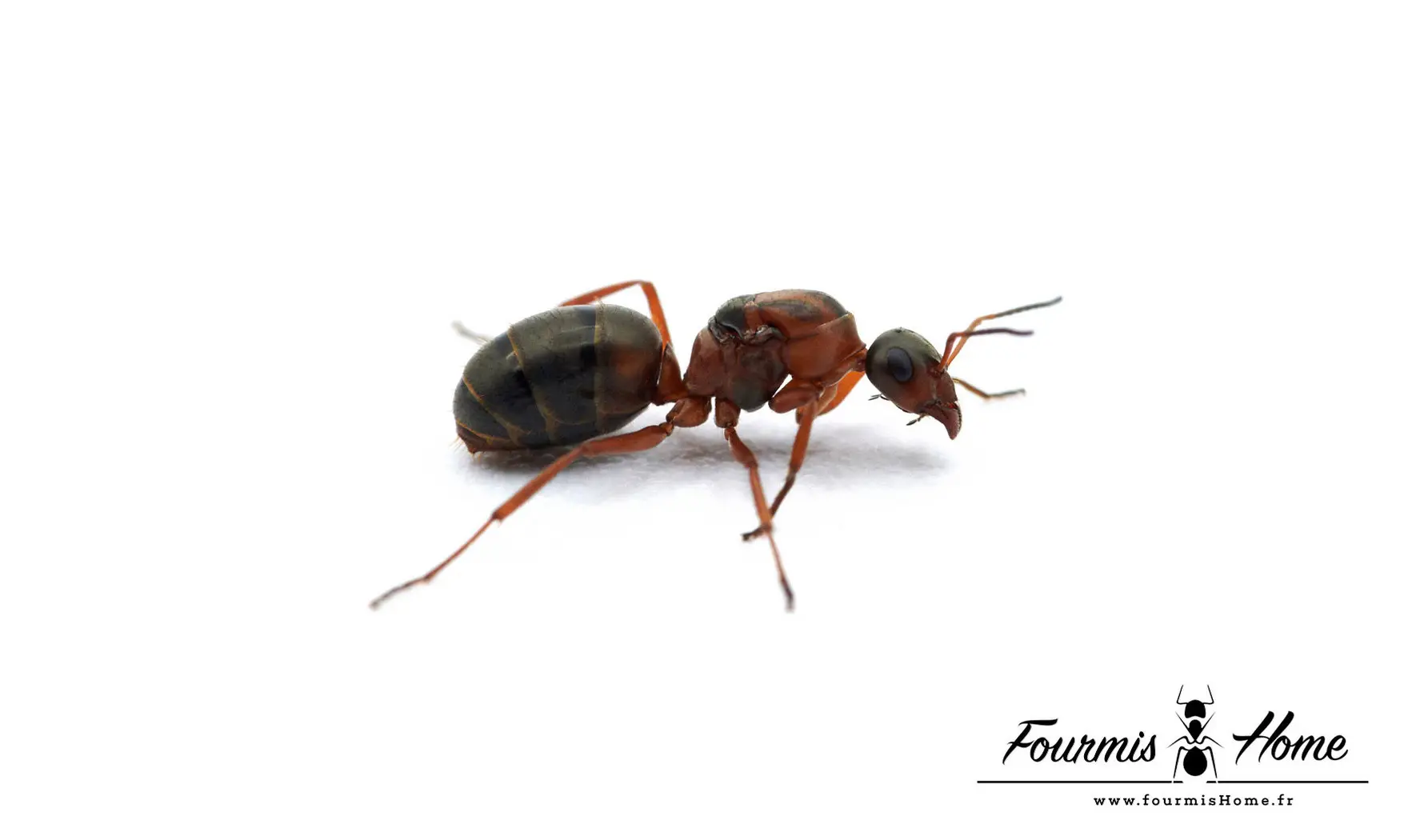 Formica rufibarbis
