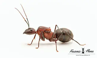 Dinomyrmex ashokai