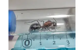 Dinomyrmex ashokai