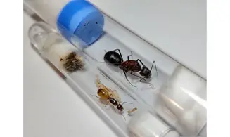 Dinomyrmex ashokai
