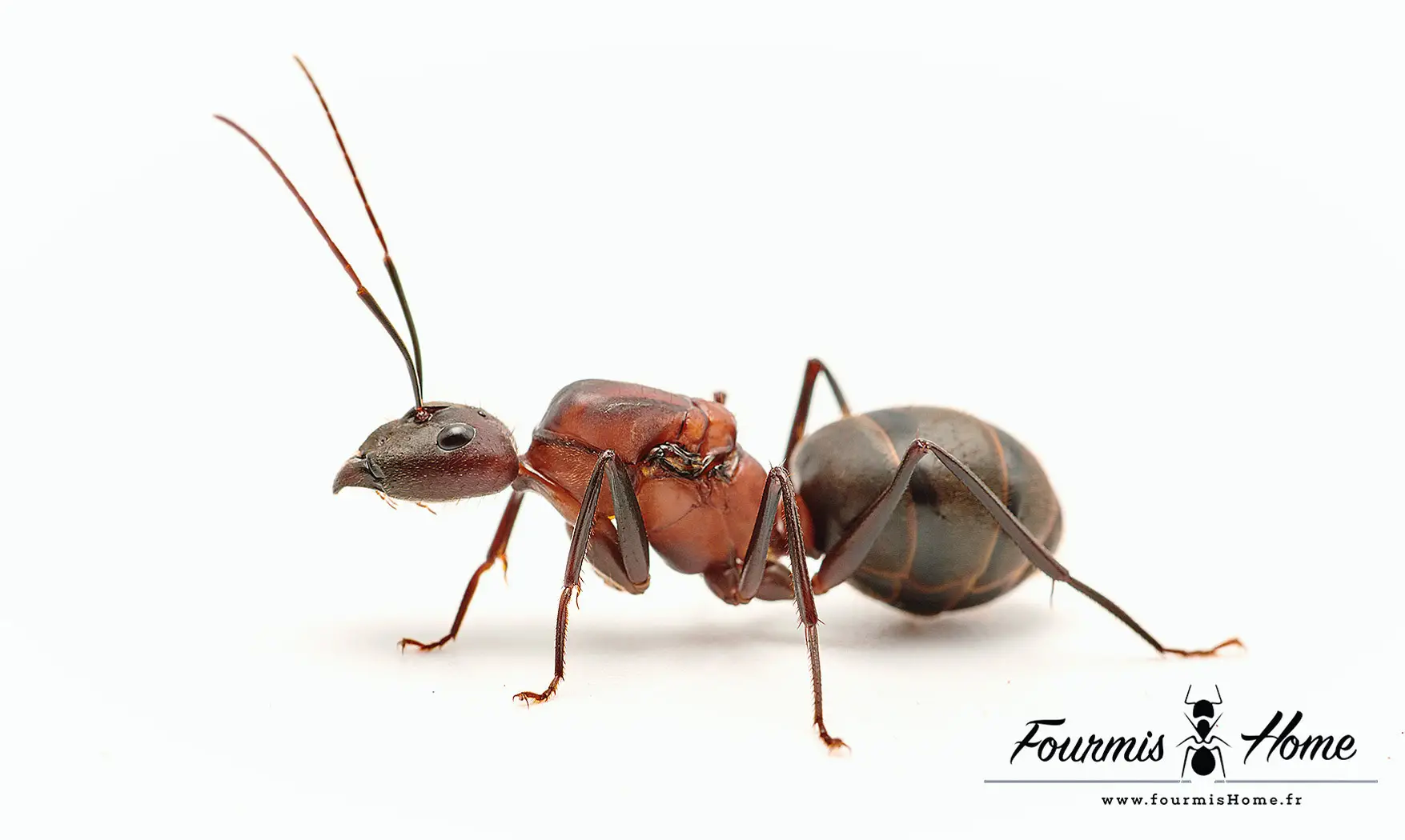 Dinomyrmex ashokai