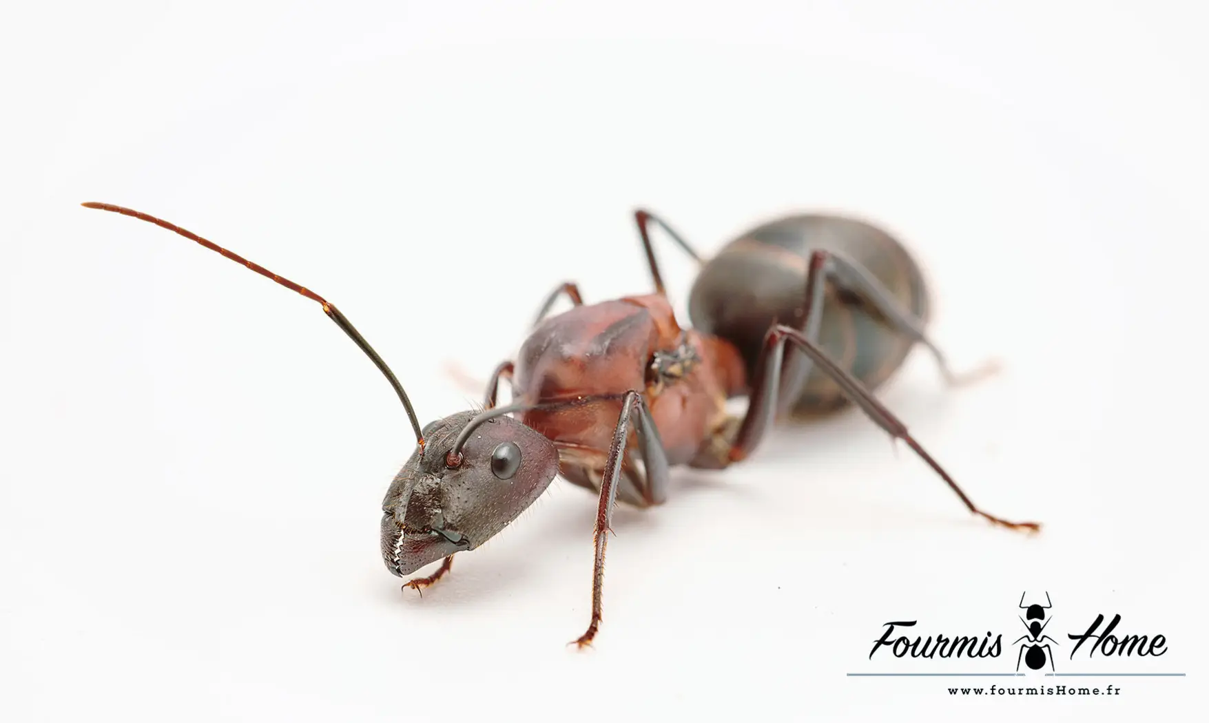 Dinomyrmex ashokai