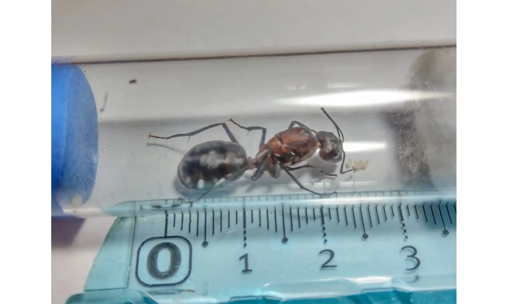Dinomyrmex ashokai