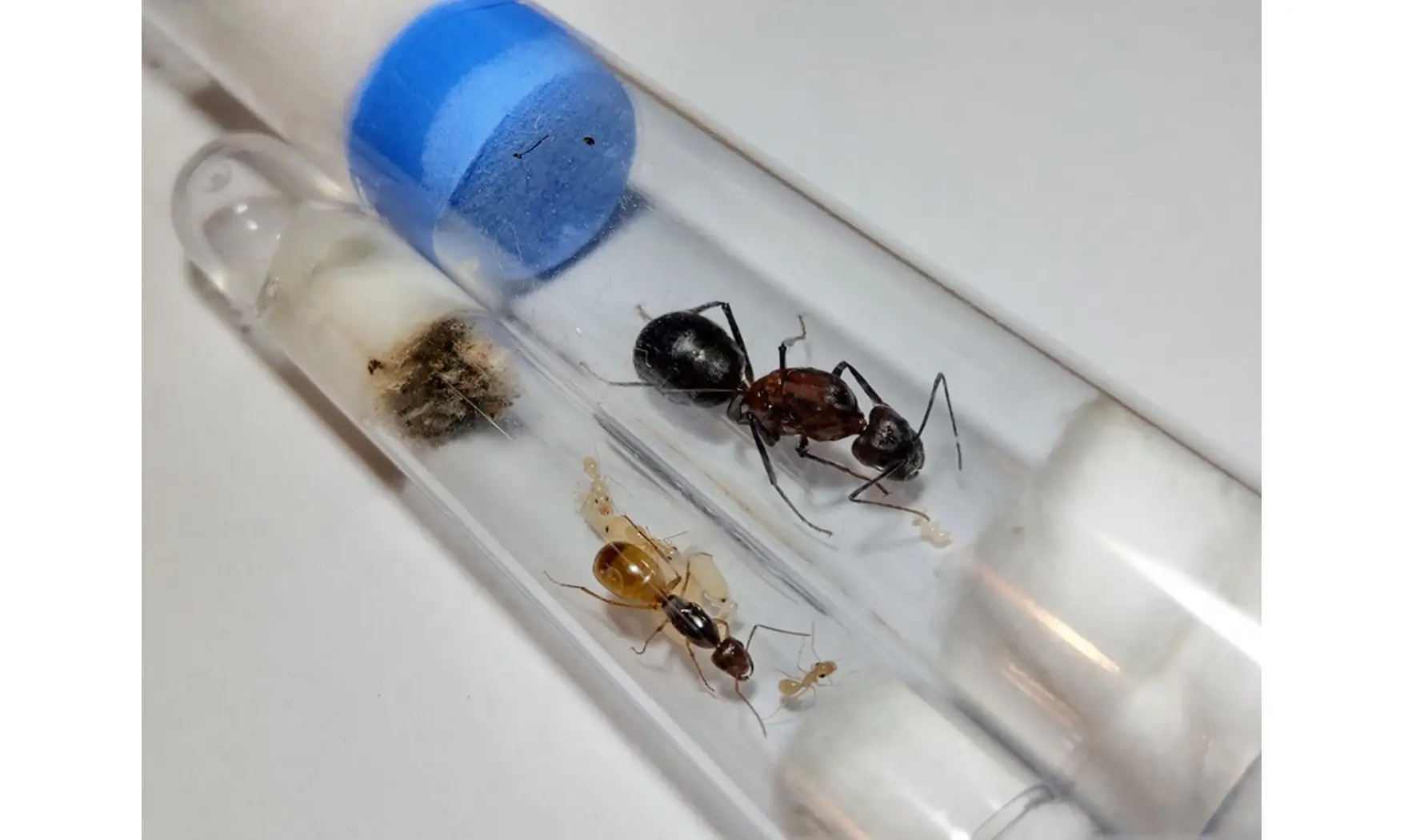 Dinomyrmex ashokai