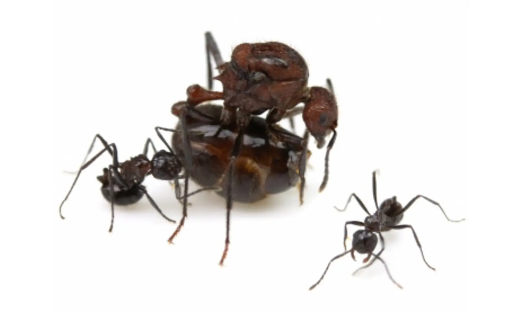 Myrmicaria natalensis