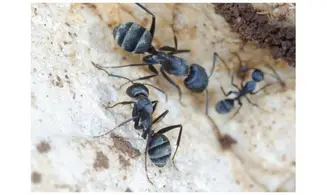 Camponotus micans