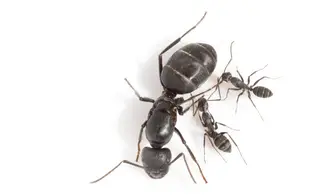 Camponotus micans