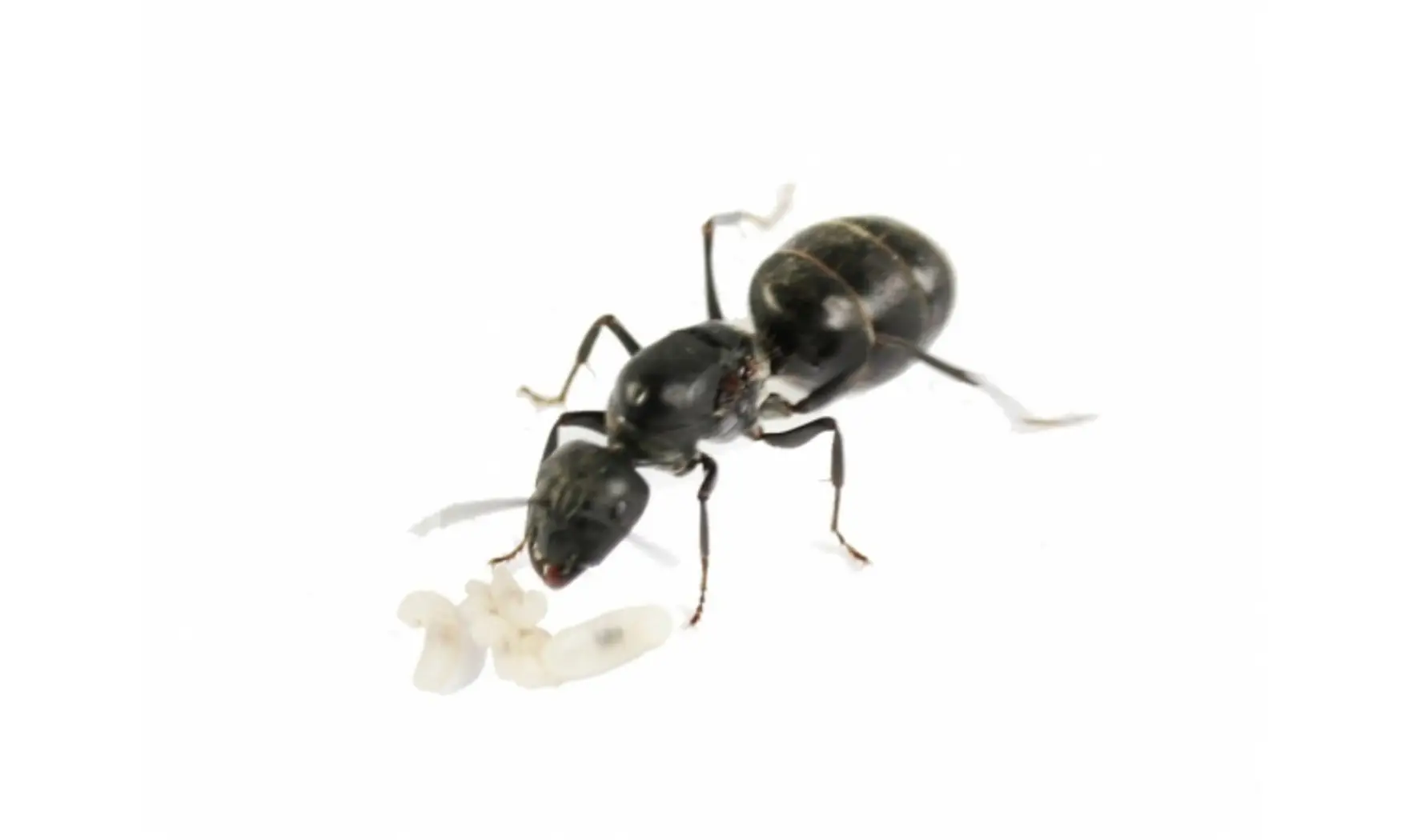 Camponotus micans