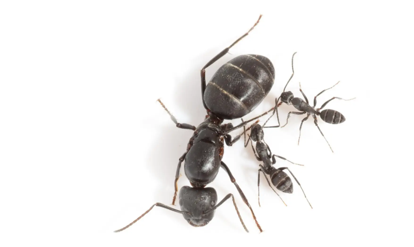 Camponotus micans